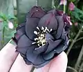 "Blue-black" double hellebore