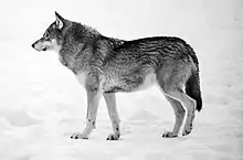 A wolf standing in the snow, facing left