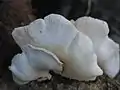 C. pleurotus