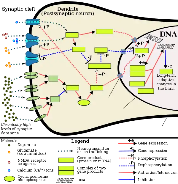 The signaling cascade involved in psychostimulant addiction