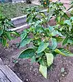 Bell pepper in Eastern Siberia