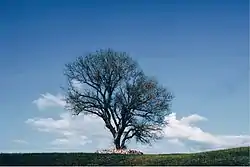 A lone poplar, a protected area of Russia in Tselinny District