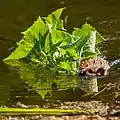 Muskrat