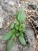 Sorrel plant in Ab Pakhsh