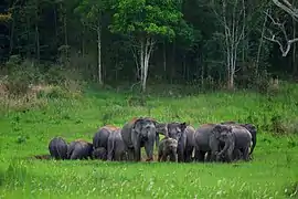 Elephant herd