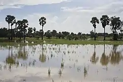 Asian palmyra palms and rice field, Koei Chai, Chum Saeng on October 17, 2009