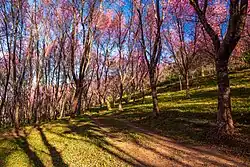 Phu Lom Lo, part of Phu Hin Rong Kla National Park, the largest wild Himalayan cherry site in Thailand.