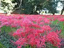 Nanatsumori Kofun Cluster