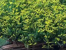 Sedum lineare