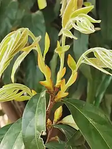 New buds are developing into new branches and leaves.