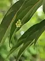 Unidentified object on leaf.