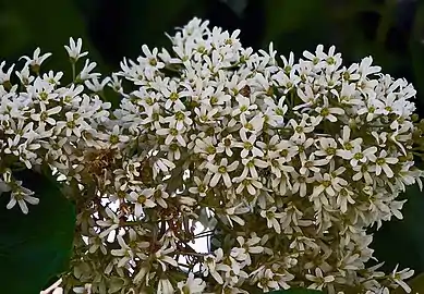 Inflorescence