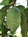 Jelly fig on a tree