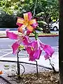 Two-color Ceiba speciosa