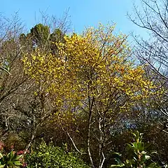 Winter flowering