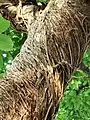 Tree trunk and aerial roots.