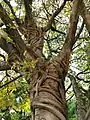 Tree trunk and aerial roots.