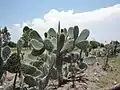 Cactuses in the park