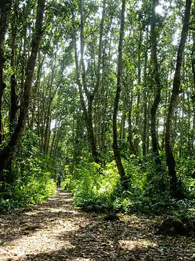 A forest scene