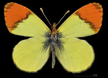 Anthocharis belia androgyne ♂