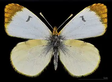 Anthocharis belia androgyne ♀