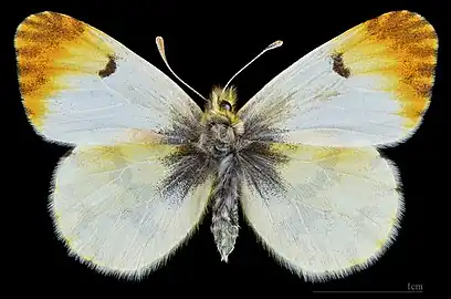 Anthocharis belia belia  ♀