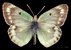 Colias phicomone ♂