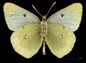 Colias phicomone ♂   △