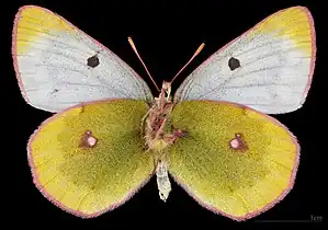 Colias phicomone ♂   △