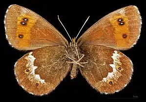 Erebia ligea ligea  ♀ △