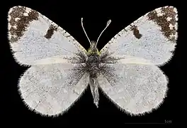 Euchloe tagis bellezina ♂