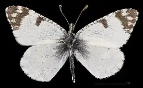 Euchloe tagis castillana ♂