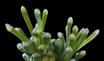 H. cooperi var. truncata