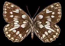 Melanargia galathea magdalenae ♀ △