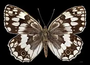 Melanargia larissa  ♀