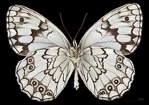 Melanargia titea ♂   △