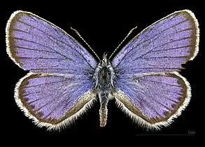 Plebejus a. argyrognomon ♂