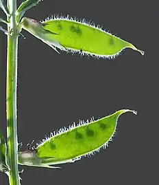 Immature fruits