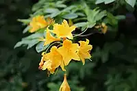 Yellow flowers in Rhododendron calendulaceum