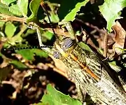 Adult detail of pronotum