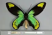 Ornithoptera victoriae regis, male dorsal view