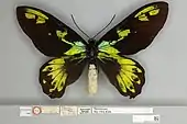 Ornithoptera victoriae regis f.ponceleti, Holotype gynandromorph dorsal view