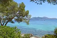 Formentor and its pine trees inspired the poet Miquel Costa i Llobera