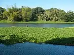 I. aquatica along the Angat River, Philippines