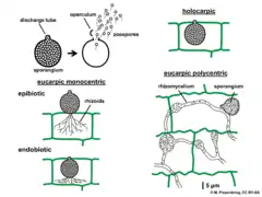 Line drawing diagram of the five major classifications of chytrid thalli displayed in two columns. At the top of the left column is a diagram of a eucarpic, monocentric chytrid thallus before and after zoospore discharge. Below that is a diagram of an epibotic chytrid followed by a diagram of an endobiotic chytrid. At the top of the right column is a diagram of a holocarpic chytrid thallus. Below that is a diagram of a eucarpic polycentric chytrid thallus.