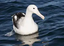 Off Kaikōura, New Zealand