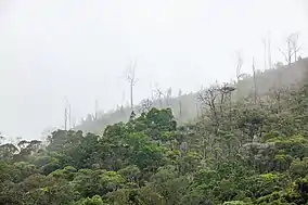 the Tsitongambarika forest.