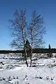 Birch and fir, the two most common trees of the High Fens