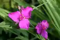 Tradescantia 'Red Grape'