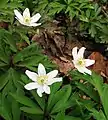 Anemoneae:Anemone nemorosa